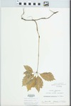 Parthenocissus quinquefolia (L.) Planch. by B. Kieckhefer, O. Lindfors, and B. Thompson