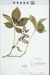 Parthenocissus quinquefolia (L.) Planch. by W. Pichon and McClain