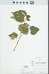 Ampelopsis cordata Michx. by W. Pichon and McClain
