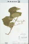 Vitis cinerea Noronha by W. Pichon and McClain