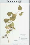 Ampelopsis cordata Michx. by W. Pichon and H. Parker