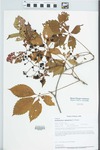 Parthenocissus quinquefolia (L.) Planch. by Paul B. Marcum and Loy R. Phillippe