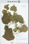 Vitis riparia var. syrticola (Fernald & Wiegand) Fernald by Paul B. Marcum and Loy R. Phillippe