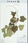 Ampelopsis brevipedunculata (Maxim.) Trautv. by Martin G. Bennett