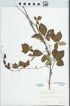 Parthenocissus quinquefolia (L.) Planch. by Dan Green