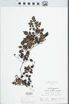 Ampelopsis arborea (L.) Koehne by John E. Ebinger