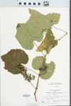 Vitis vulpina L. by John E. Ebinger