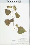 Ampelopsis cordata Michx. by John E. Ebinger