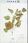 Ampelopsis cordata Michx.