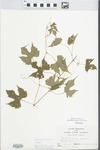 Vitis palmata Vahl by John E. Ebinger