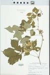 Parthenocissus quinquefolia (L.) Planch.
