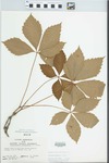 Parthenocissus quinquefolia (L.) Planch. by John E. Ebinger