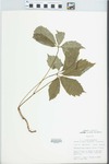 Parthenocissus inserta (Kerner) Fritsch