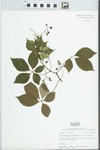 Parthenocissus quinquefolia (L.) Planch. by John E. Ebinger