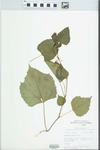 Ampelopsis cordata Michx. by John E. Ebinger