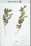 Ampelopsis arborea (L.) Koehne by John E. Ebinger