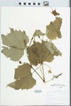 Vitis vulpina L. by John E. Ebinger