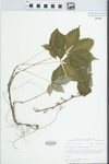 Parthenocissus quinquefolia (L.) Planch. by Bob Edgin