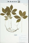 Parthenocissus quinquefolia (L.) Planch. by Bob Edgin