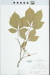 Parthenocissus quinquefolia (L.) Planch. by John H. Gerard
