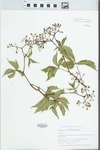 Parthenocissus vitacea (Knerr) A.S. Hitchc. by Gordon C. Tucker