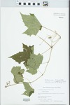 Parthenocissus tricuspidata (Siebold & Zucc.) Planch. by Gordon C. Tucker