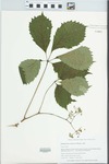Parthenocissus vitacea (Knerr) A.S. Hitchc. by Gordon C. Tucker