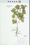 Ampelopsis brevipedunculata (Maxim.) Trautv. by Gordon C. Tucker