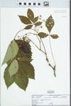 Parthenocissus quinquefolia (L.) Planch. by Matt Groves