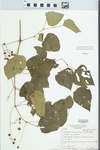 Ampelopsis cordata Michx. by H. David Hammond