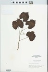 Vitis rotundifolia Michx. by Edsel Ray Lafferty