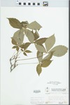 Parthenocissus quinquefolia (L.) Planch. by McClain