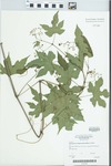 Ampelopsis brevipedunculata (Maxim.) Trautv.