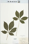 Parthenocissus quinquefolia (L.) Planch. by G. J. Norwood
