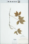 Parthenocissus quinquefolia (L.) Planch. by Elisabet Ore