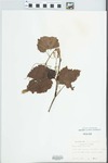 Vitis acerifolia Raf. by E. J. Palmer