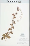 Parthenocissus quinquefolia (L.) Planch.