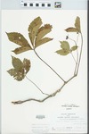 Parthenocissus quinquefolia (L.) Planch. by Loy R. Phillippe