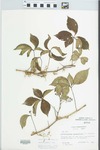 Parthenocissus quinquefolia (L.) Planch. by Loy R. Phillippe