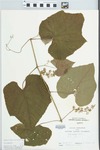 Vitis cinerea Noronha by Loy R. Phillippe