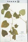 Ampelopsis cordata Michx. by Loy R. Phillippe