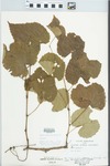 Vitis vulpina L. by Loy R. Phillippe
