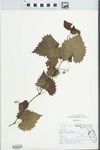Vitis rotundifolia Michx. by Roger T. Poole