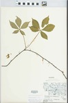 Parthenocissus quinquefolia (L.) Planch. by J. Reed