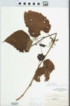 Vitis vulpina L. by H. C. Sampson