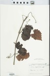 Vitis cordifolia Lam.