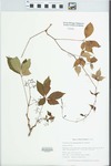 Parthenocissus quinquefolia (L.) Planch. by Gordon C. Tucker