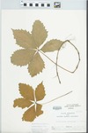 Parthenocissus quinquefolia (L.) Planch. by C. Ben White