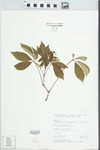 Parthenocissus quinquefolia (L.) Planch. by Lewis Zimmerman