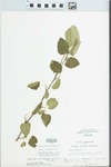Morus alba var. tatarica (L.) Ser. by John E. Ebinger